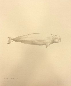 whaledrawing2