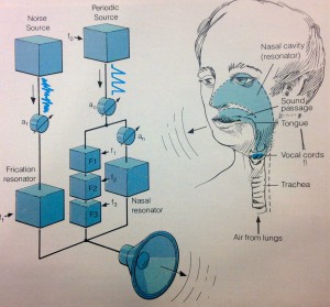 HumanVocalTract