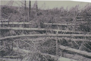 Photograph of Omar Pease's pines after being felled by the Hurrican of 1938.  