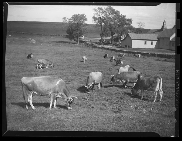 cows_1944